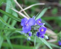 tradescantia virginica.jpg